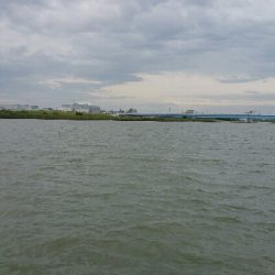 シーバスとスレ掛かりハクレン