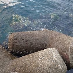 周りはシブい中メジロ！！