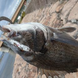 今日もチヌトップ！！