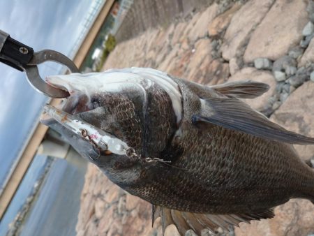 今日もチヌトップ！！