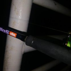 やっとタチウオ釣れた