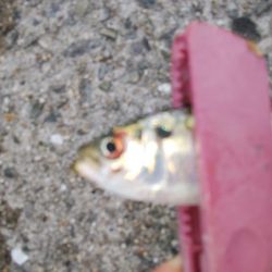 タチウオ調査で真鯛