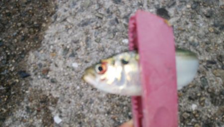 タチウオ調査で真鯛