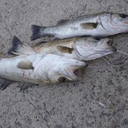 トップシーバス