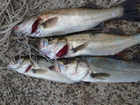 早朝トップシーバス