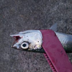 タチウオ調査でイサキ