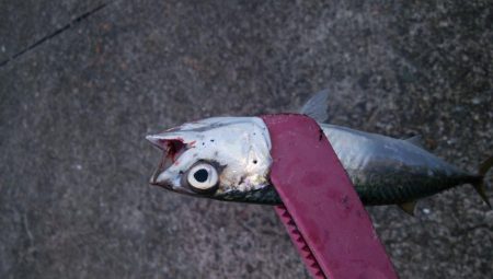 タチウオ調査でイサキ