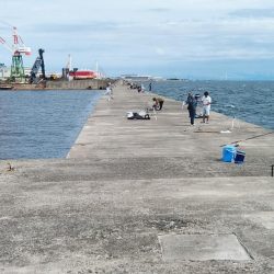 播磨新島へ３連投