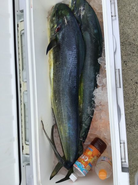 八海丸 釣果