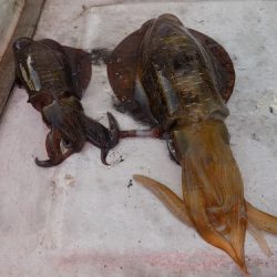 フィッシングボート空風(そらかぜ) 釣果