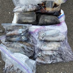 あみや渡船 釣果