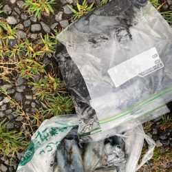 あみや渡船 釣果