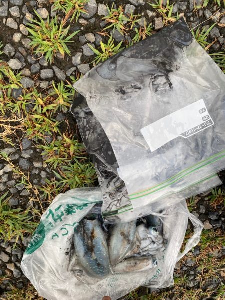 あみや渡船 釣果