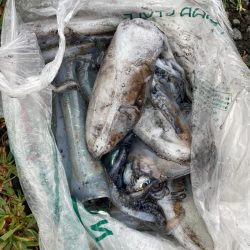 あみや渡船 釣果