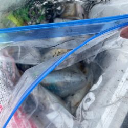 あみや渡船 釣果