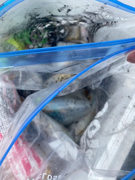 あみや渡船 釣果