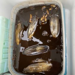 あみや渡船 釣果