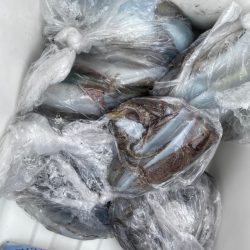 あみや渡船 釣果