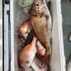 フィッシング キッタカ 釣果