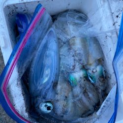 あみや渡船 釣果