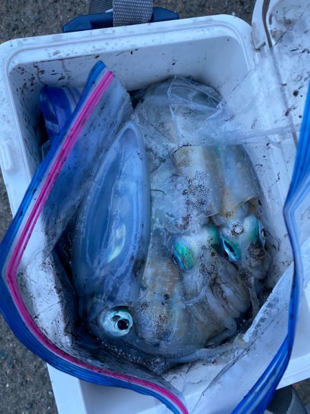 あみや渡船 釣果