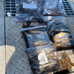 あみや渡船 釣果