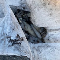 あみや渡船 釣果