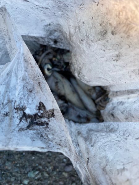 あみや渡船 釣果