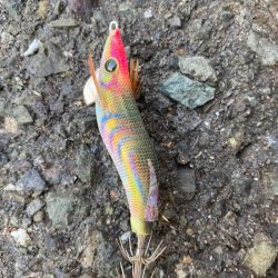 あみや渡船 釣果