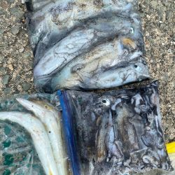 あみや渡船 釣果