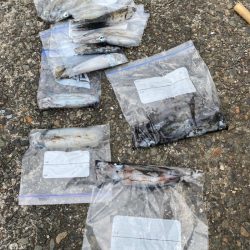 あみや渡船 釣果