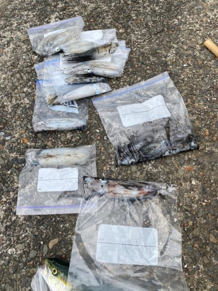 あみや渡船 釣果