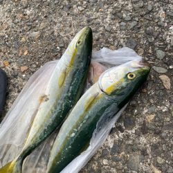 あみや渡船 釣果