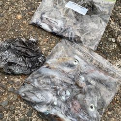 あみや渡船 釣果