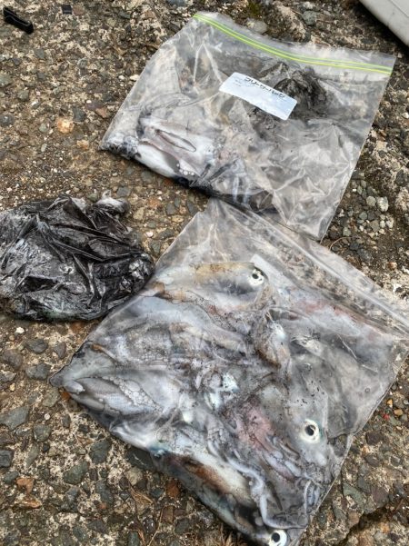 あみや渡船 釣果