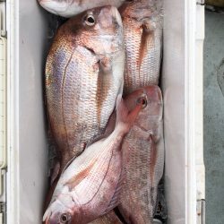 フィッシング キッタカ 釣果