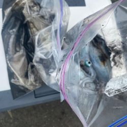 あみや渡船 釣果