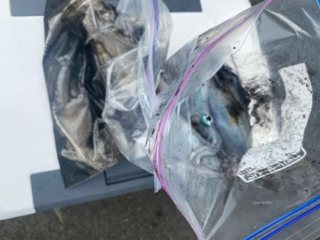 あみや渡船 釣果