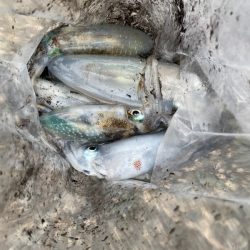 あみや渡船 釣果