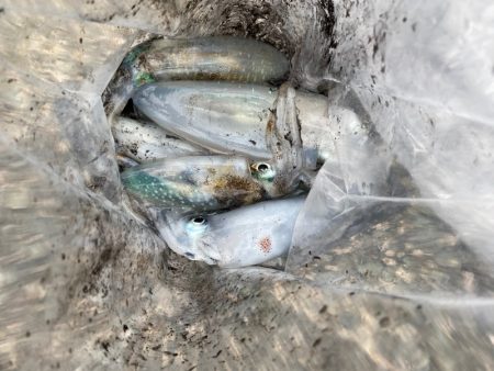 あみや渡船 釣果