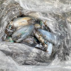 あみや渡船 釣果