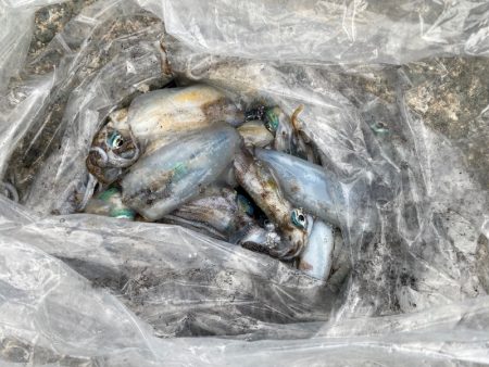 あみや渡船 釣果