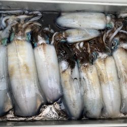 あみや渡船 釣果