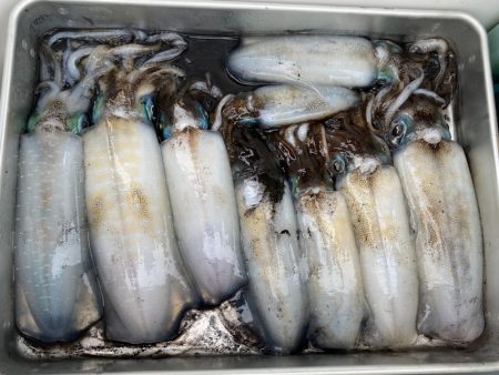 あみや渡船 釣果