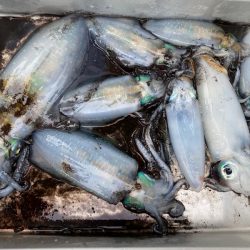 あみや渡船 釣果