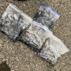 あみや渡船 釣果