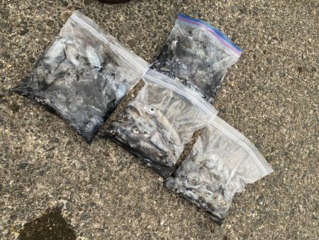 あみや渡船 釣果