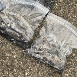 あみや渡船 釣果