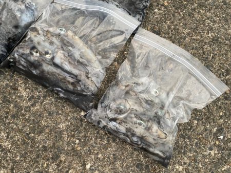 あみや渡船 釣果