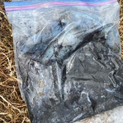 あみや渡船 釣果